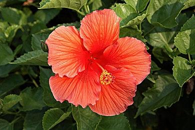 红白机名作《暴坊天狗》确定10月28日登陆Switch